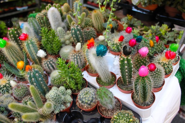 Columbia Road Flower Market 23