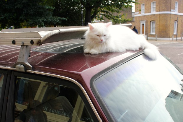 Columbia Road White Cat
